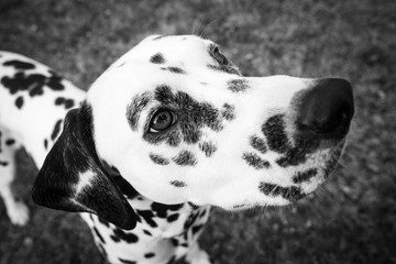 Dalmata