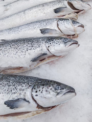 Fresh chilled fish lying on the ice. Fresh fish in the store Limited depth of field