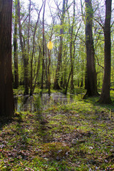 Sunny and shady forest and a pond between the trees while tree shadows are over the green jungle land