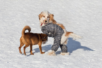 Cute petit brabancon puppy and english cocker spaniel in beautiful pet clothing in the winter park.