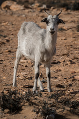 Portrait einer Ziege in der marokkanischen Steinwüste