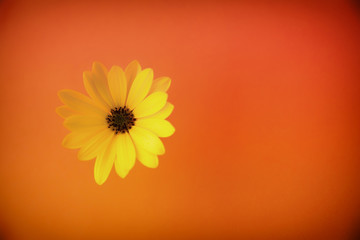 Yellow daisy on an orange background. Image taken from above. Flower