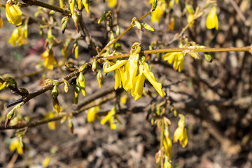 Forsythia shrub in spring at the beginning of flowering is damaged by return frosts.