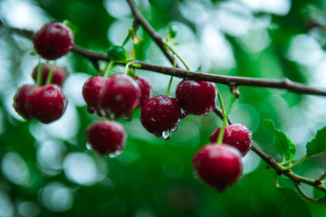 Ripe sour cherries hanging from a cherry tree branch. Close up of water droplets on fruits, cherry orchard after the rain