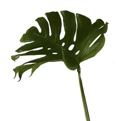тропический листок иллюстрация