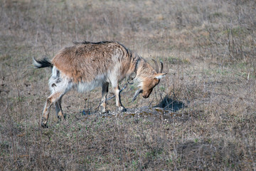 A hungry goat tied to a chain in a clearing with dried grass.