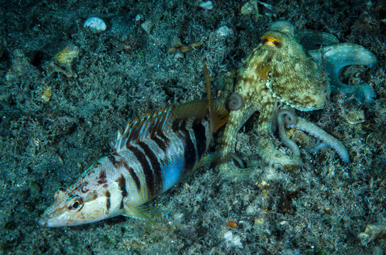 sciarrano pesce e polpo