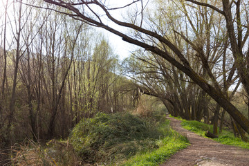 Paisaje rural con camino y arboles en otoño.