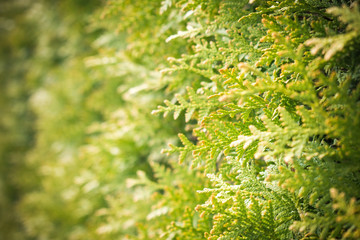 Thuja background