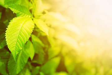 Green Leaves Backdrop with White Light Leak and Copy Space for Text Background.