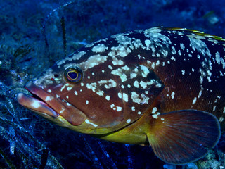 cernia