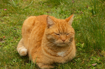 Naklejka na ściany i meble Cat sleeping rests in a green grass