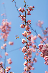 sakura. beautiful pink cherry blossom in springtime