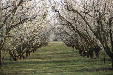 Mirabelle plum trees orchard white flowers