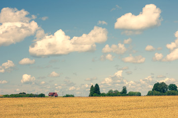 Fototapeta premium Yellow field and blue sky in summer