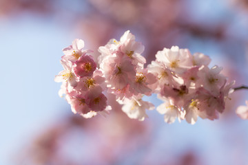 sakura. beautiful pink cherry blossom in springtime