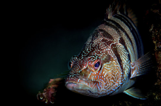 sciarrano pesce