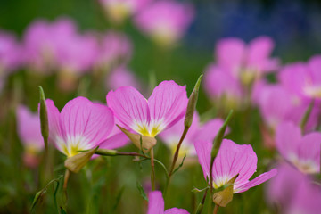 Beautiful pink flowers close up from the side with other pink flowers bokeh in the background