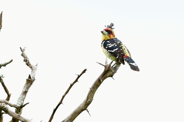  crested barbet (Trachyphonus vaillantii) in nature of South Africa