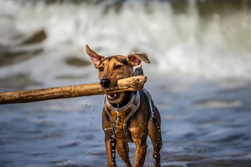 dog on the beach