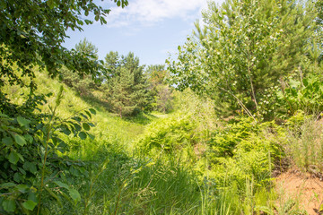 ravine overgrown with bushes and trees