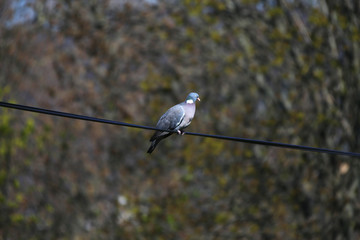 Common wood pigeon sitting on branch