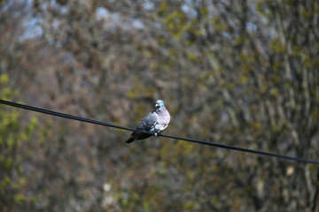 Common wood pigeon sitting on branch