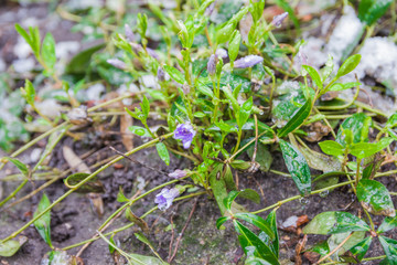 Young green grass snd violet flowers under the snow. Last snow. Spring