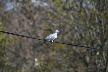 Common wood pigeon sitting on branch