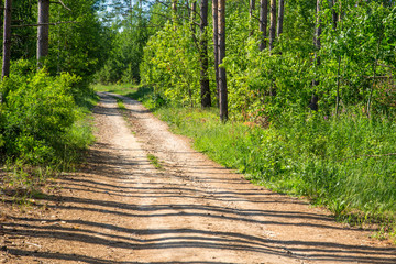 Obraz premium dirt forest road on a sunny day