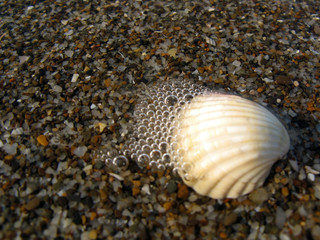 Close up view of blurry white shells