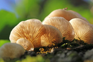 	
Fungus growing on a tree	