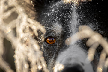 close up of a dog © Bartłomiej Kosmatko
