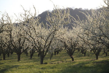 Fototapeta premium Mirabelle plum trees orchard white flowers