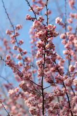 sakura. beautiful pink cherry blossom in springtime