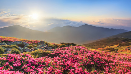 Fototapeta premium Panoramic view in lawn with rhododendron flowers. Mountains landscapes. Concept of nature rebirth. Save Earth. Amazing summer day. Location Carpathian, Ukraine, Europe.