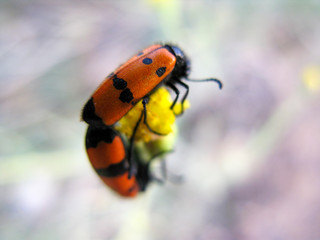 The bee sits on the flower and drinks its nectar.