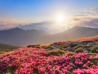Naklejka na ściany i meble Beautiful photo of mountain landscape. The lawns are covered by pink rhododendron flowers. Concept of nature rebirth. Summer scenery. Blue sky with cloud. Location Carpathian, Ukraine, Europe.