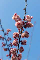 sakura. beautiful pink cherry blossom in springtime