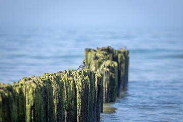 wooden fence on the beach