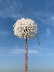 ice crystals on a blue sky © Bartłomiej Kosmatko