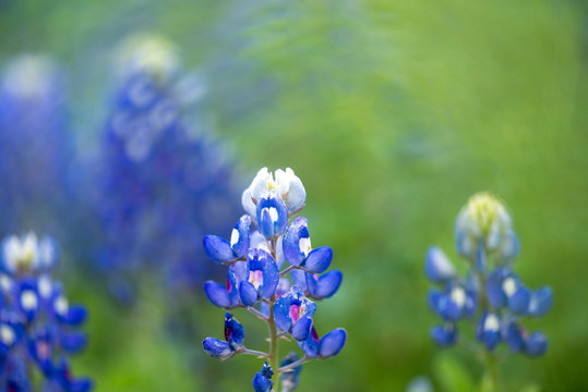Closeup bluebonnets with with and blue and a bokeh background of flowers
