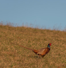 Color nice pheasant on orange meadow in sunset evening time
