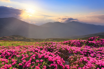 Morning fog. The lawns are covered by pink rhododendron flowers. Amazing spring time. Concept of nature revival. Location Carpathian mountain, Ukraine, Europe.