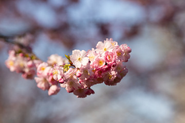 sakura. beautiful pink cherry blossom in springtime
