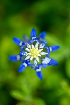 Closeup bluebonnets with with and blue and a bokeh background of flowers