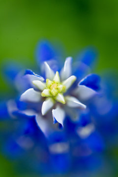 Closeup bluebonnets with with and blue and a bokeh background of flowers