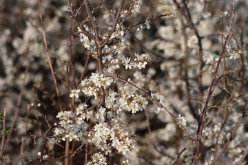 Flowers in blossom in Spring white and pink 