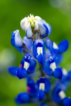Closeup bluebonnets with with and blue and a bokeh background of flowers