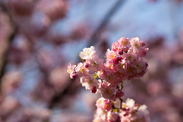 sakura. beautiful pink cherry blossom in springtime